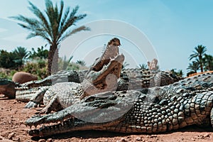 Crocodiles in crocopark