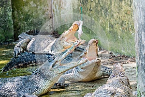 Crocodiles eating chicken meat during feeding time at the mini zoo crocodile farm