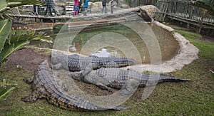 Crocodiles in enclosure