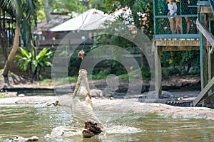 Crocodiles entertaining visitors during show at the mini zoo crocodile farm in Miri.