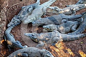 Crocodiles from farm near the Playa Larga, Cuba photo