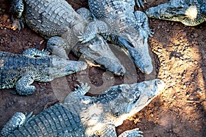 Crocodiles from farm near the Playa Larga, Cuba photo