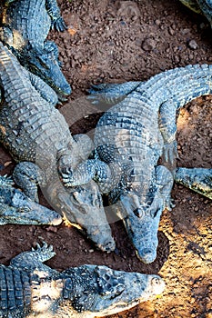 Crocodiles from farm near the Playa Larga, Cuba photo