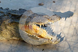 A crocodiles in a farm, Thailand. Crocodie
