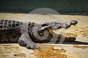 A crocodiles in a farm,Thailand