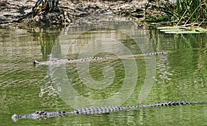 Crocodiles at Hartley`s crocodile farm Cairns North Queensland