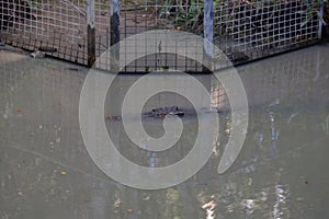 A crocodiles head in the small lagoon after a show in Hartley's Crocodile Adventures, Cairns, Queensland, Australia