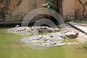 Crocodiles in India