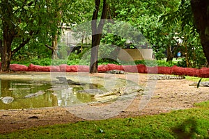 Crocodiles in Jungle/Zoo Park,wildlife Stock Photograph Image