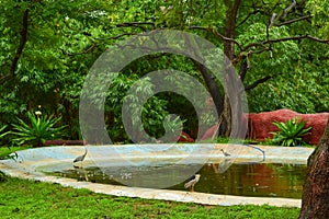 Crocodiles in Jungle/Zoo Park,wildlife Stock Photograph Image