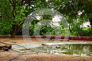 Crocodiles in Jungle/Zoo Park,wildlife Stock Photograph Image