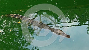 Crocodiles in lake