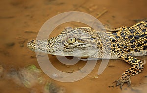 The Crocodiles photo