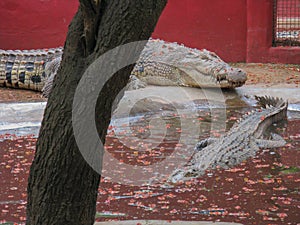 Crocodiles lazily resting next to a pond