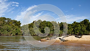 Crocodiles sunbathing on the shore of the Cuiaba river photo