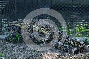 Crocodiles mating at Belgrade Zoo