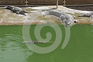 Crocodiles in the national park