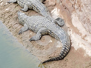 Crocodiles of the nile