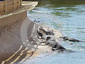 Crocodiles of the nile