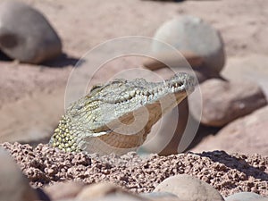 Crocodiles of the nile