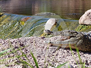 Crocodiles of the nile