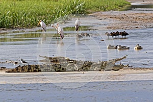 Crocodiles on the Nile River