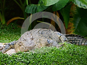 crocodiles observe prey with their sharp eyes