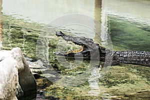 Crocodiles are opening their mouths in the water