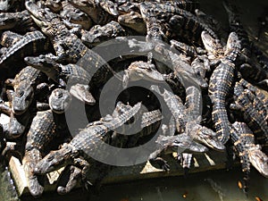 Crocodiles photo