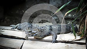 Crocodiles in Poznan Zoo