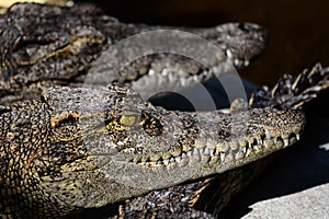 Crocodiles resting in a crocodile farm