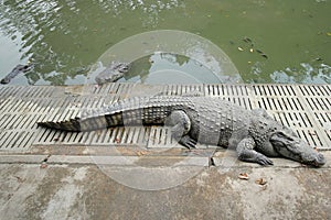 Crocodiles Resting at Crocodile Farm