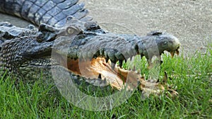 Crocodiles Resting at Crocodile Farm