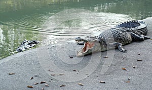 Crocodiles Resting at Crocodile Farm