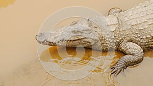 Crocodiles Resting at Crocodile Farm in Vietnam.