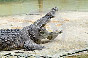 Crocodiles Resting at Samut Prakan Crocodile Farm and Zoo, Thailand.