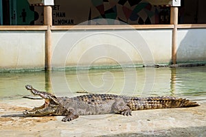 Crocodiles Resting at Samut Prakan Crocodile Farm and Zoo, Thailand.