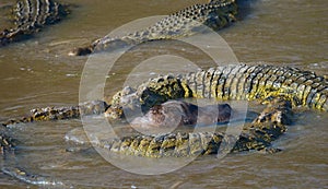 Crocodiles in the river Mara. Kenya. Maasai Mara. Africa.