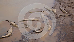 Crocodiles at the riverbank