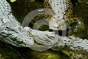 Crocodiles at safari park Indonesia