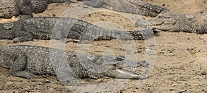 Crocodiles sleeping on the ground