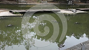 Crocodiles sleeping and resting and swimming in pool