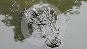 Crocodiles sleeping and resting and swimming in pool