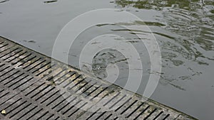 Crocodiles sleeping and resting and swimming in pool