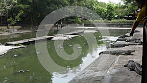 Crocodiles sleeping and resting and swimming in pool