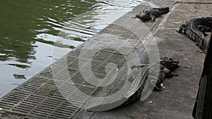 Crocodiles sleeping and resting and swimming in pool