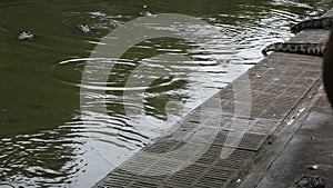 Crocodiles sleeping and resting and swimming in pool