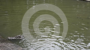 Crocodiles sleeping and resting and swimming in pool