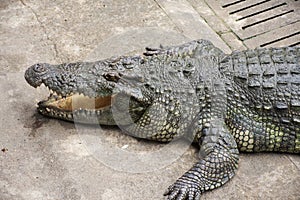 Crocodiles sleeping and resting and swimming in pool at the park in Nakhon Phatom, Thailand