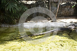 Crocodiles sleeping and resting and swimming in water pond and cage at public park in Bangkok, Thailand